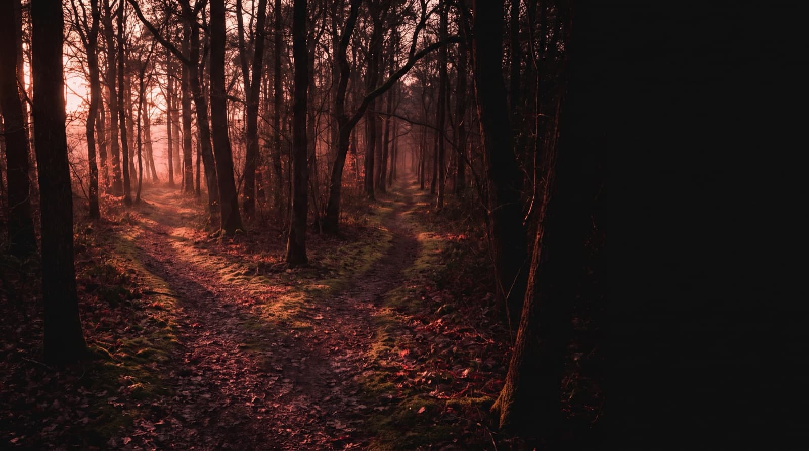 A narrow dirt path through a dim winter forest splits into two trails, with pink dawn light filtering between the bare trees.